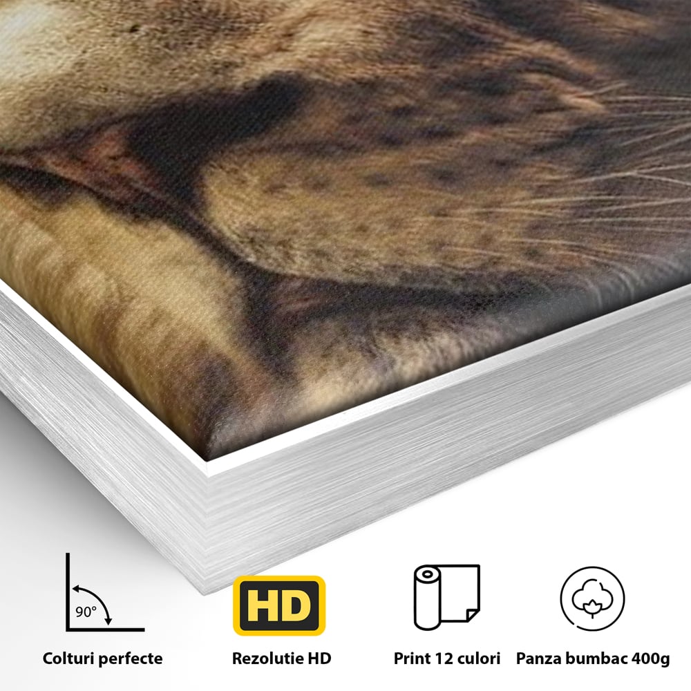 Detaliu al suprafetei: tablou canvas cu chip de leu, in rama de aluminiu argintiu